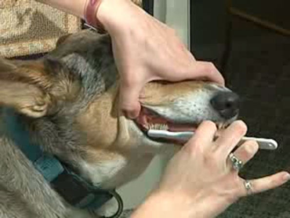 Brushing your dog's clearance teeth