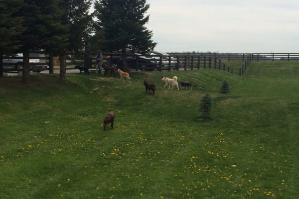 Our fully fenced dog park